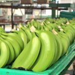 Banano ecuatoriano Syngenta GraduateA+