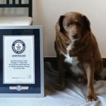 Bobi, un perro portugués, cumplió 31 años el 11 de mayo de 2023. Él es considerado el perro más viejo del mundo.