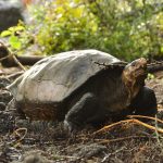 Canje de deuda por naturaleza Ecuador