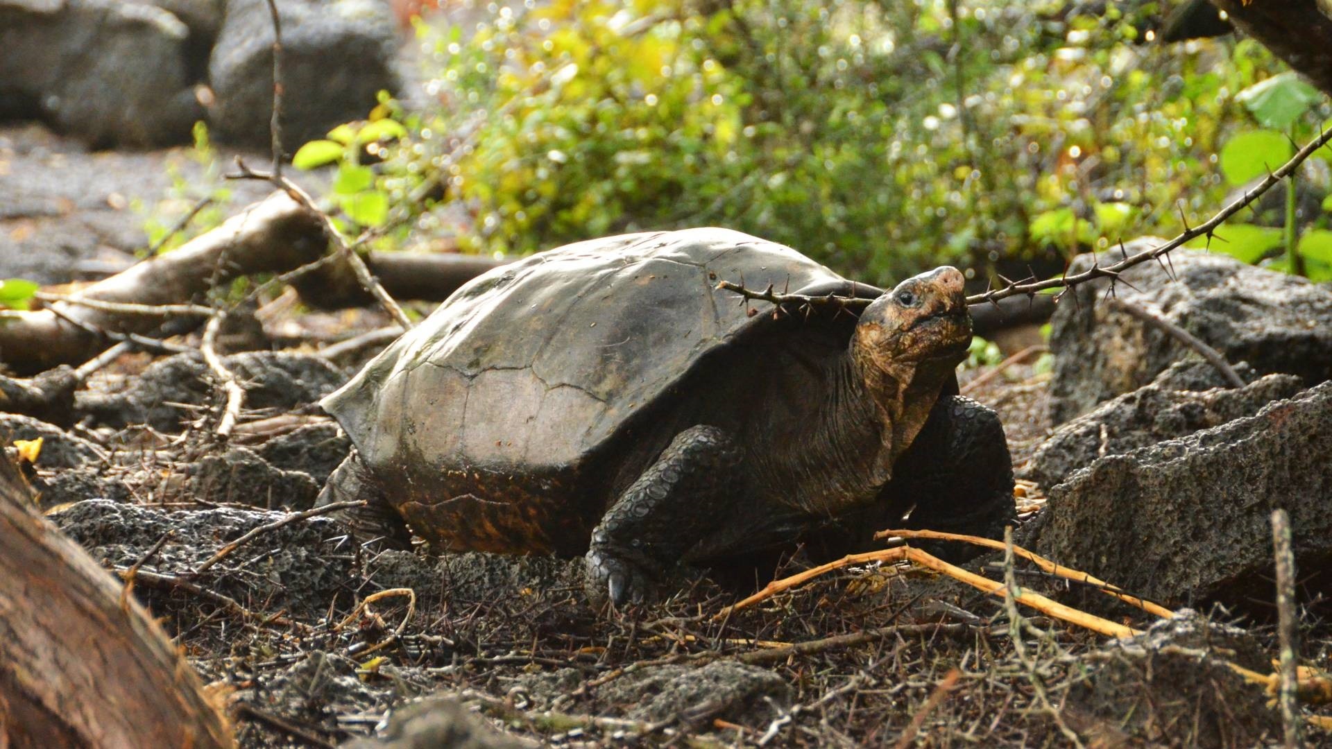 Canje de deuda por naturaleza Ecuador