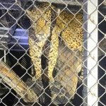 Dos jaguares fueron encontrados dentro de una finca en el cantón San Vicente.