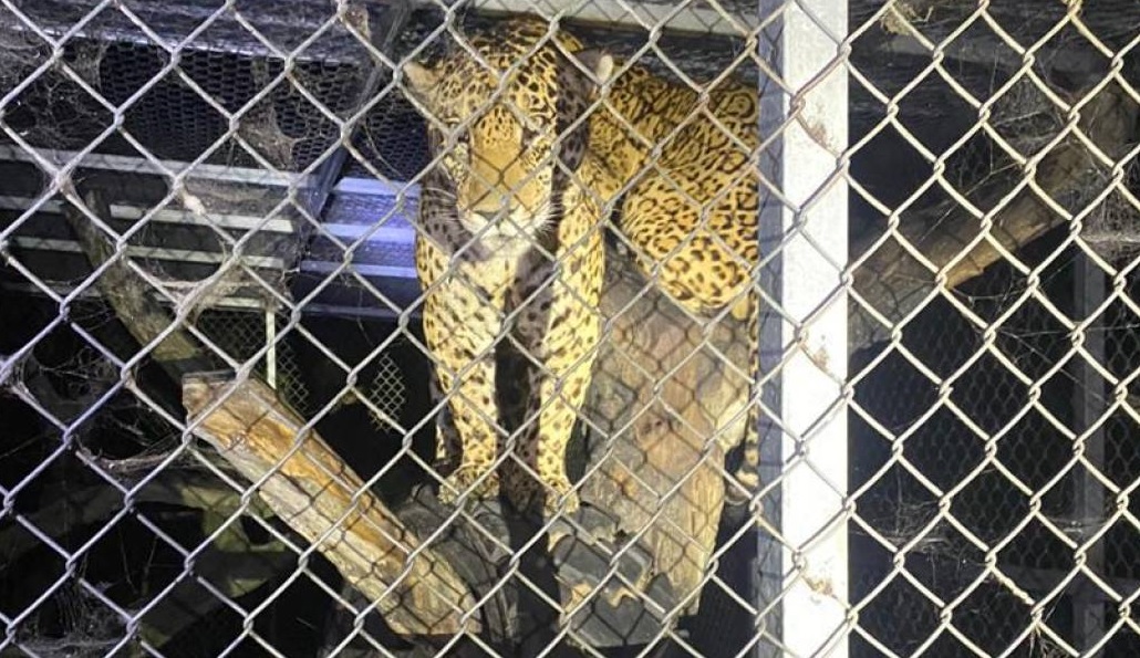 Dos jaguares fueron encontrados dentro de una finca en el cantón San Vicente.