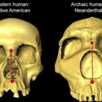 La forma de nuestra nariz es herencia neandertal