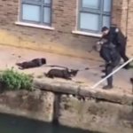 Policías de Londres mataron a tiros a dos pitbulls mientras trataban de defender a su dueño, un indigente.