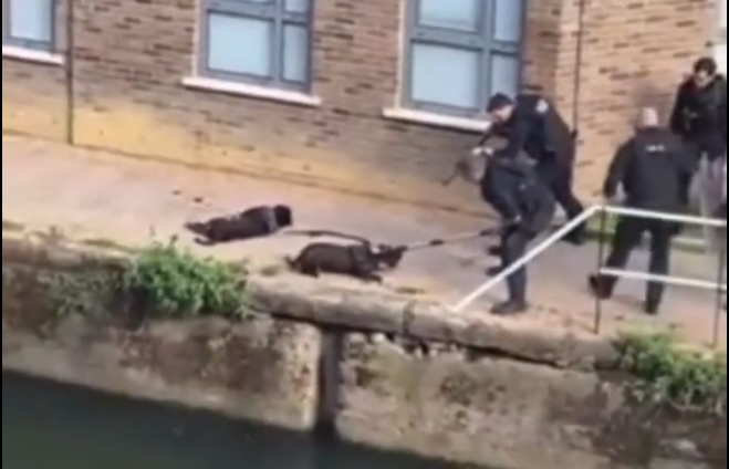 Policías de Londres mataron a tiros a dos pitbulls mientras trataban de defender a su dueño, un indigente.