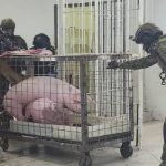 Chanchos y gallos de pelea se hallaron en el penal Bellavista de Santo Domingo