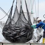 El calentamiento del mar en las costas ecuatorianas provoca variación en la migración de especies. Todo esto a causa de la llegada del Fenómeno de El Niño.