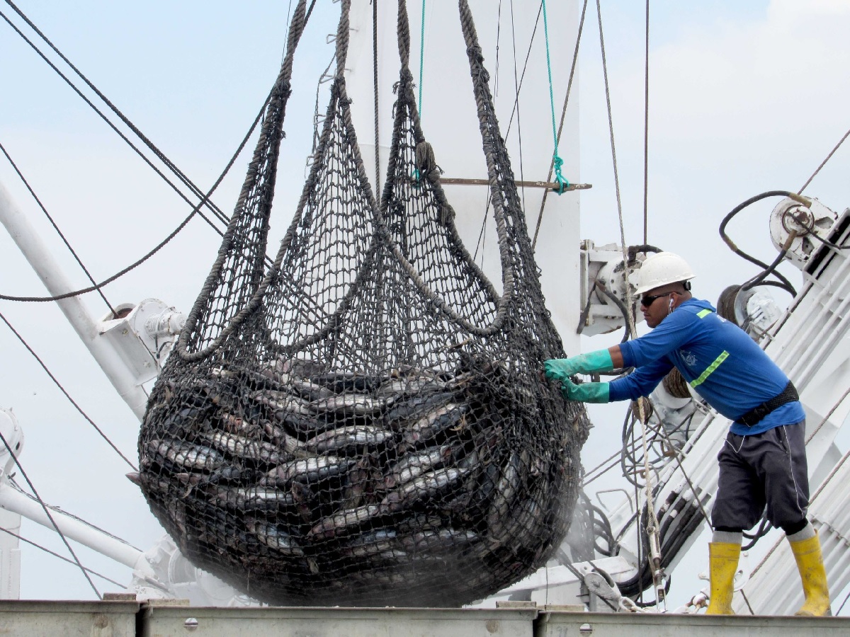 El calentamiento del mar en las costas ecuatorianas provoca variación en la migración de especies. Todo esto a causa de la llegada del Fenómeno de El Niño.