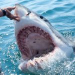 Un grupo de biólogos que grababa un documental sobre tiburones avistó que estos animales estarían comiendo cocaína.