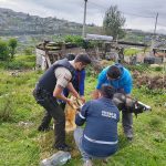 Mujer es sentenciada a tres años de carcel por matar a un perro en Quito