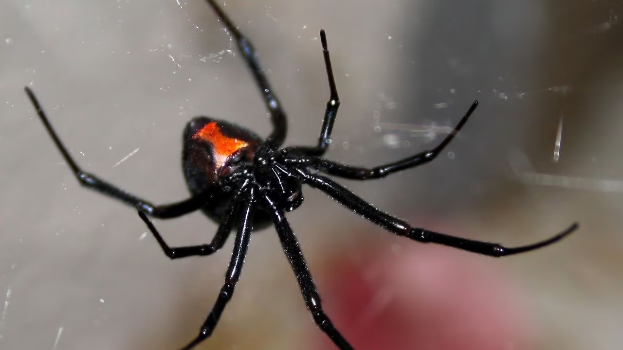 Niño se hace picar de una araña para convertirse en “Spider-Man”