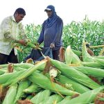 El gobierno anunció que la banca pública otorgará préstamos con facilidades, ante la alerta naranja por el Fenómeno de El Niño.