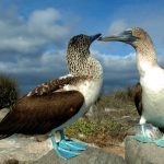 La presencia de aves enfermas en las Islas Galápagos ha hecho que las autoridades activen las alerta sanitarias.