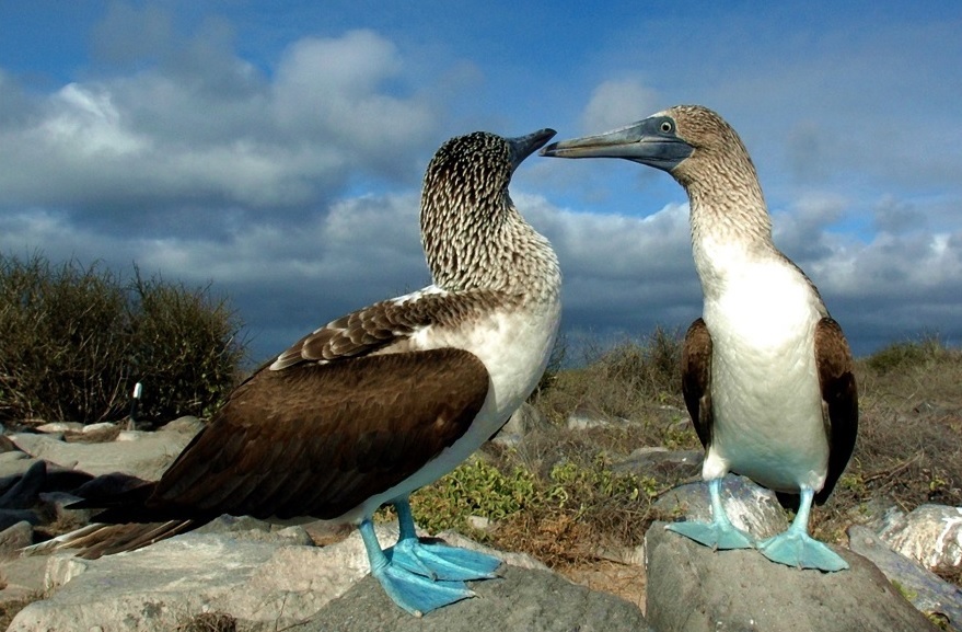 La presencia de aves enfermas en las Islas Galápagos ha hecho que las autoridades activen las alerta sanitarias.