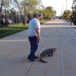 Un hombre de Pensilvania, Estados Unidos, intentó ingresar con un caimán a un estadio, pero no se lo permitieron.