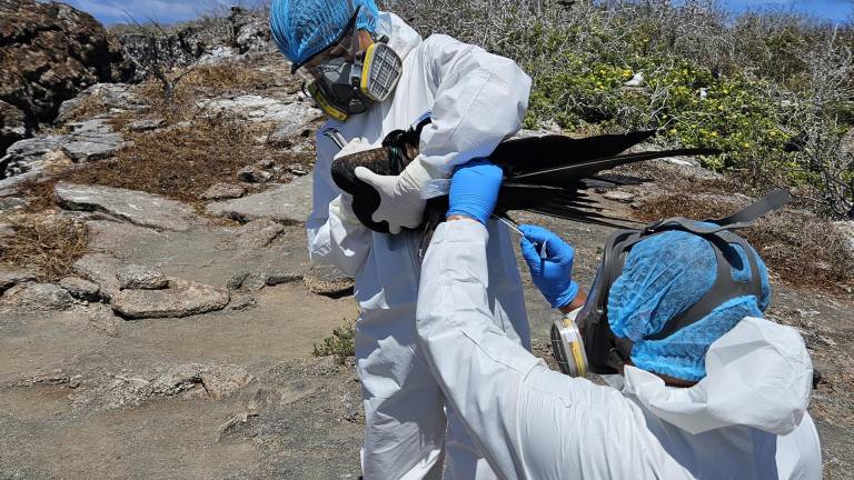 La presencia de varias aves enfermas activaron las alertas en las Islas Galápagos y ahora el gobierno anunció que se trata de gripe aviar.