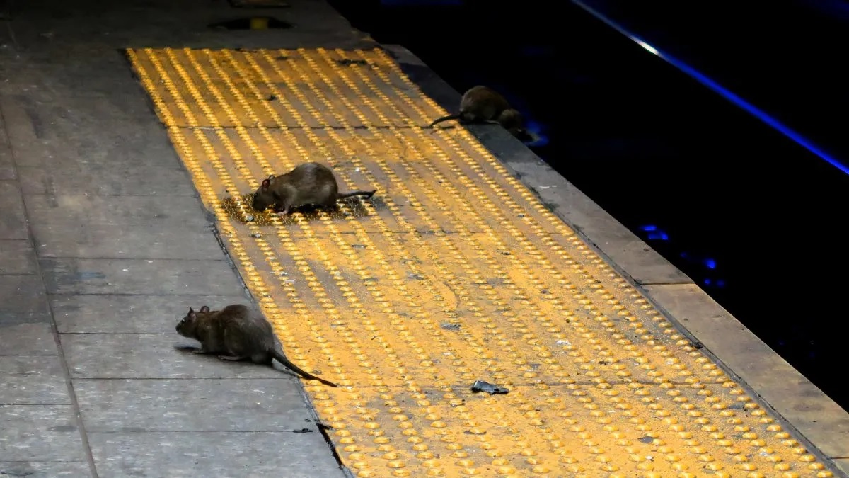 La ciudad de New York está invadida de ratas