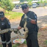 Cerca de tres metros de longitud medía una boa a la que rescataron dentro de un predio policial, en Portoviejo, Manabí.