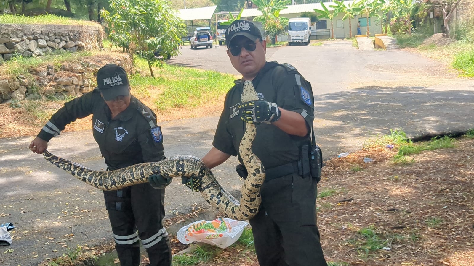 Cerca de tres metros de longitud medía una boa a la que rescataron dentro de un predio policial, en Portoviejo, Manabí.