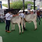 Durante cuatro días se realizará la ExpoCebú en Chone, donde se expondrán más de 730 ejemplares de ganado de raza.