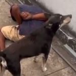 Un perro color negro no se apartaba de un hombre, quien permanecía tirado en el suelo y esposado de las manos.