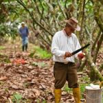 Secado del cacao después de la cosecha