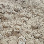 Tres fósiles de huevos de dinosaurio cristalizados son hallados en China