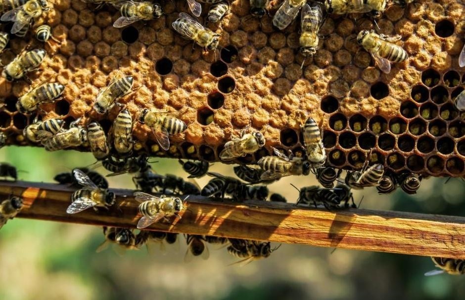 Abejas producen menos miel