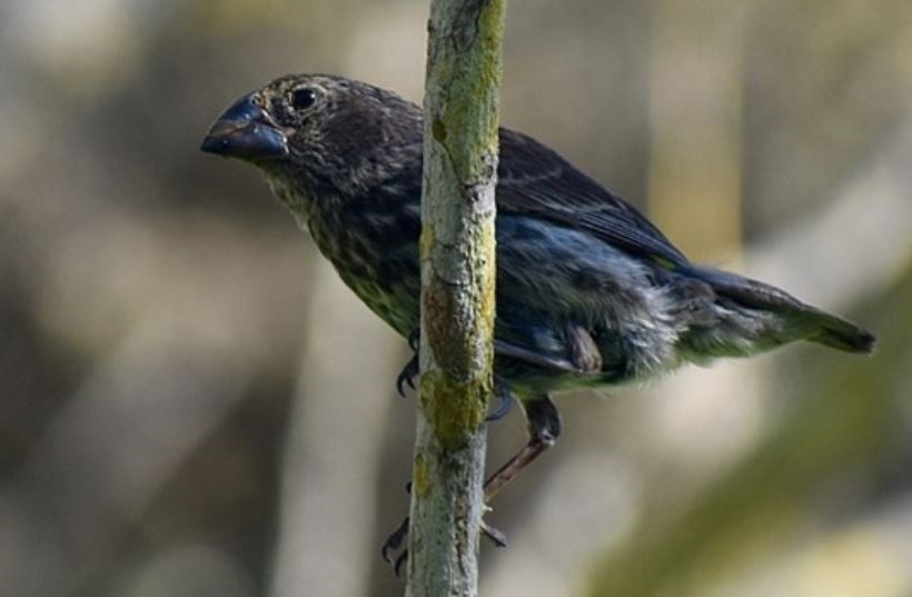 Cómo una especie se convierte en muchas