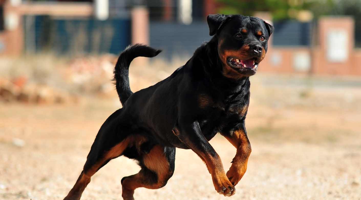 Cinco perros mataron a su dueño, ocurrió en Nicaragua