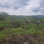 Hallan una osamenta entre unos matorrales en Portoviejo