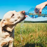 En los últimos días, varias provincias de Ecuador atraviesan una intensa ola de calor y esto afecta también a sus mascotas.