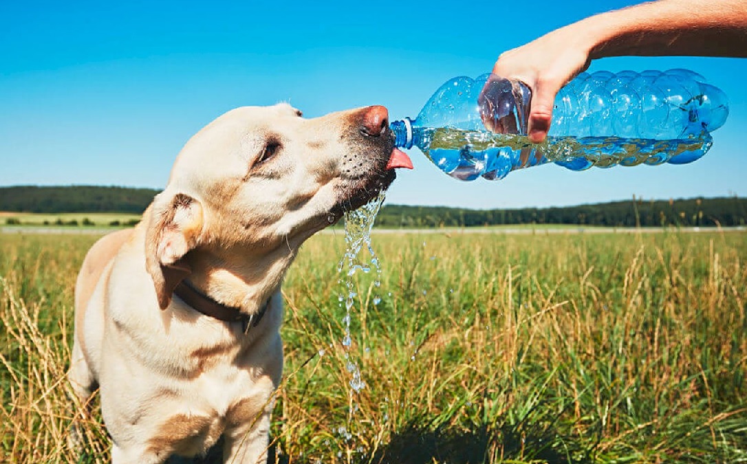 En los últimos días, varias provincias de Ecuador atraviesan una intensa ola de calor y esto afecta también a sus mascotas.