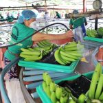 El Gobierno de Rusia ha solicitado a Ecuador suspender el suministro de Banano de cinco exportadoras puntuales.