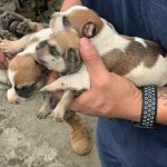 42 perros fueron rescatados de la cárcel regional de Guayaquil