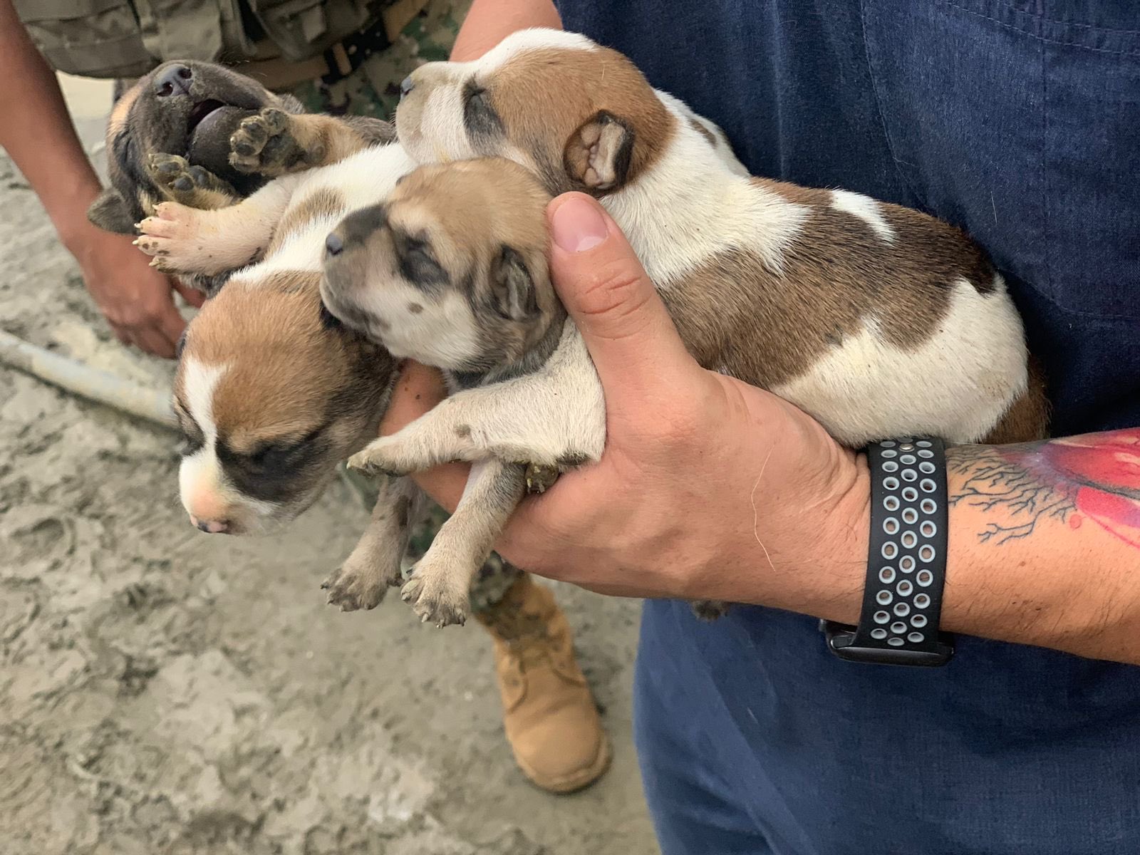 42 perros fueron rescatados de la cárcel regional de Guayaquil