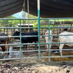 Inundaciones afectan la venta de queso, en Chone