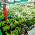 El Gobierno ecuatoriano enviará una misión a Rusia para tratar la suspensión a cinco exportadoras de banano.