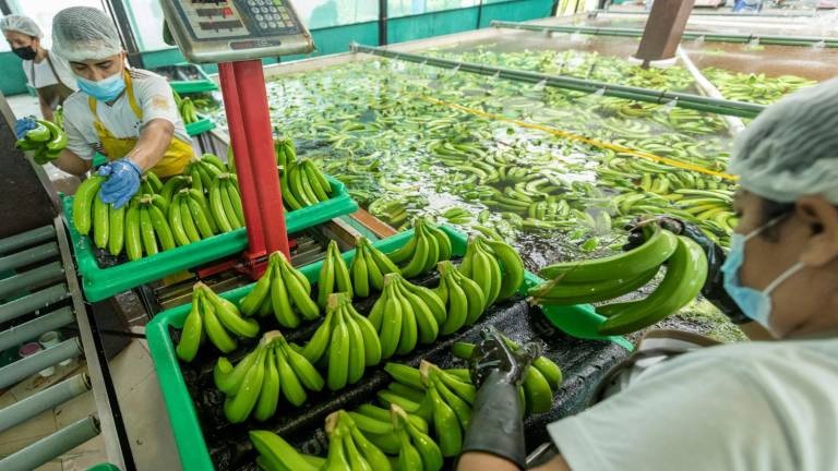 El Gobierno ecuatoriano enviará una misión a Rusia para tratar la suspensión a cinco exportadoras de banano.
