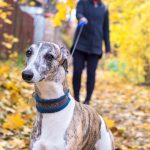 Perros pequeños como Whippets