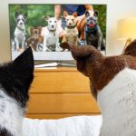 Qué programas prefieren ver los perros en televisión