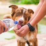 La ola de calor en Ecuador afecta a todos en general, y lo hace de manera especial también a las mascotas que tiene en casa.