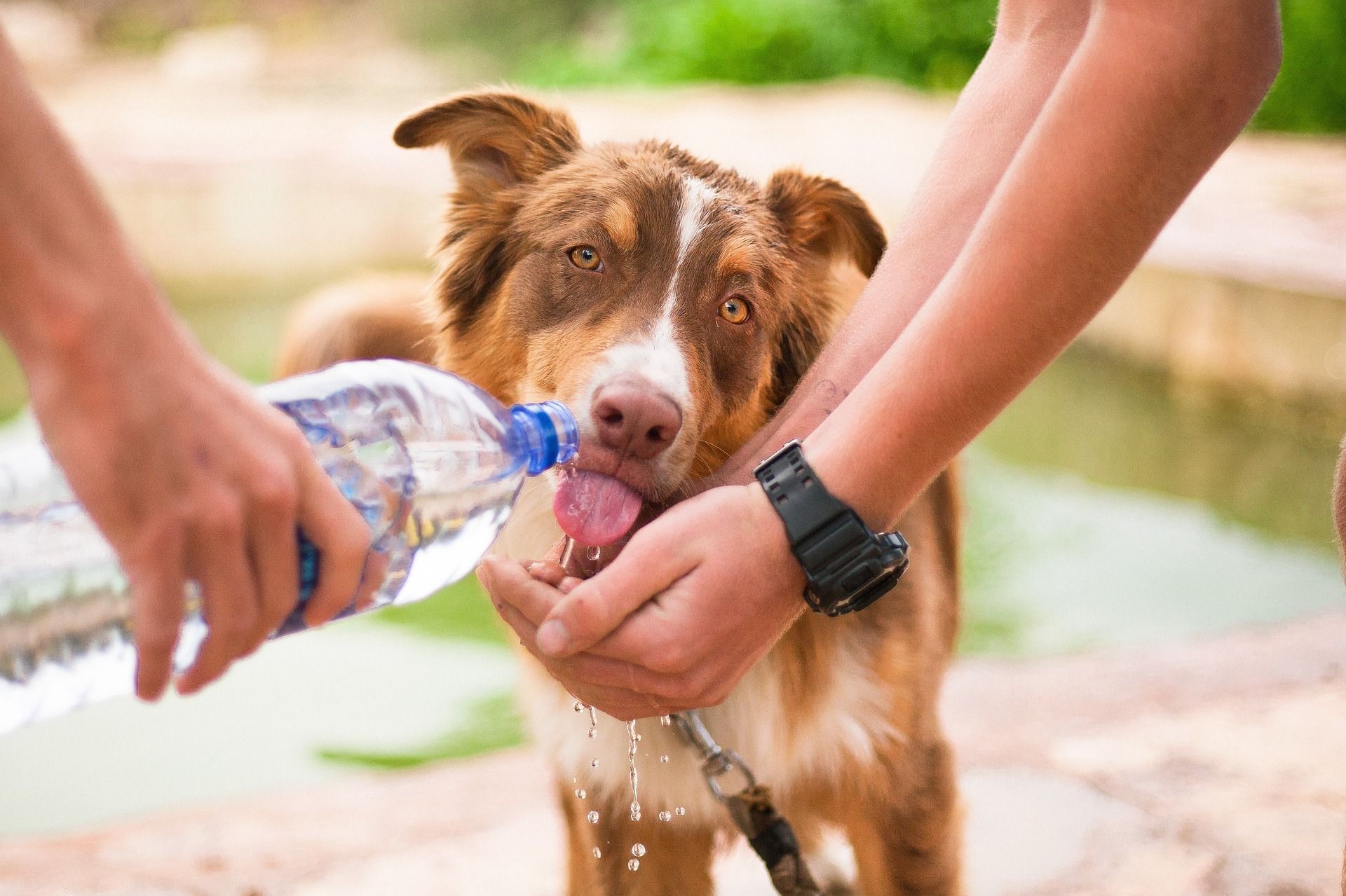 La ola de calor en Ecuador afecta a todos en general, y lo hace de manera especial también a las mascotas que tiene en casa.