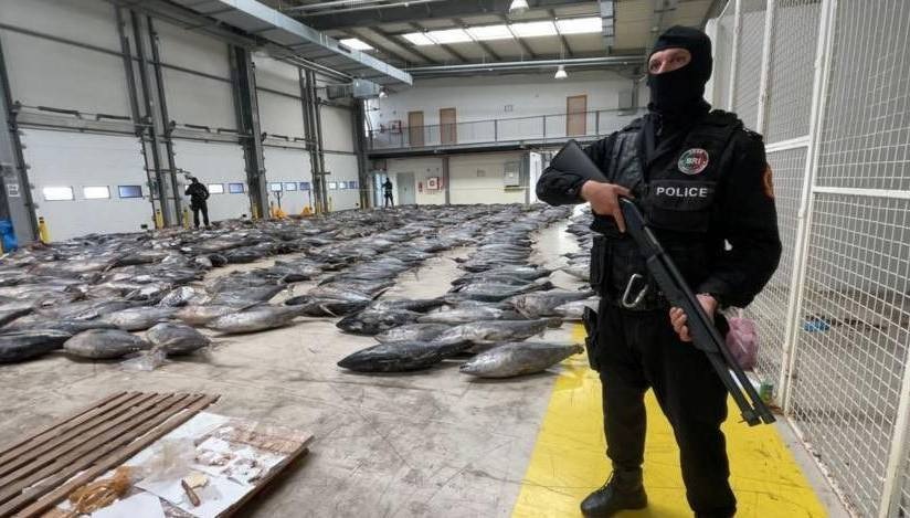 Oculto entre pescado congelado la Policía de Portugal incautó un cargamento de droga con un peso de 1,3 toneladas.