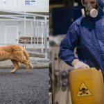 Un gato tóxico ha puesto en alerta a la ciudad japonesa de Fukuyama y las autoridades lo buscan por todos lados.