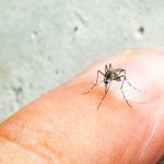 El dengue en Ecuador va en aumento de manera alarmante y Manabí es la provincia más afectada, según las autoridades.
