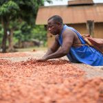 El precio del cacao baja más de un 13% desde los precios récord de más de 10 mil dólares por tonelada