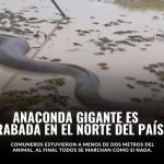 Una anaconda gigante fue grabada en la frontera entre Ecuador y Colombia. El video no tardó en viralizarse en redes sociales.