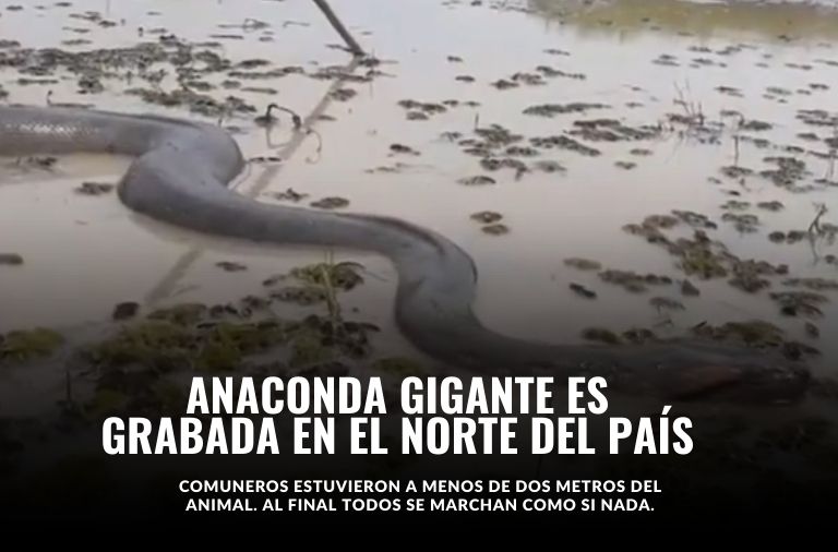 Una anaconda gigante fue grabada en la frontera entre Ecuador y Colombia. El video no tardó en viralizarse en redes sociales.