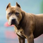 El ataque de un perro de la raza pitbull dejó a una mujer y su mascota con varias heridas, esto en la ciudad de Guayaquil.